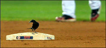 Grackle on second